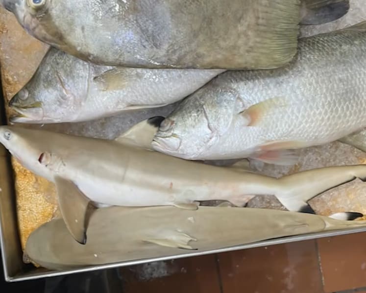 Protected sharks, rays allegedly sold as seafood without permits in Singapore’s markets