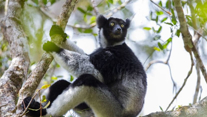 Singing lemurs may use a soprano-like trick to project songs