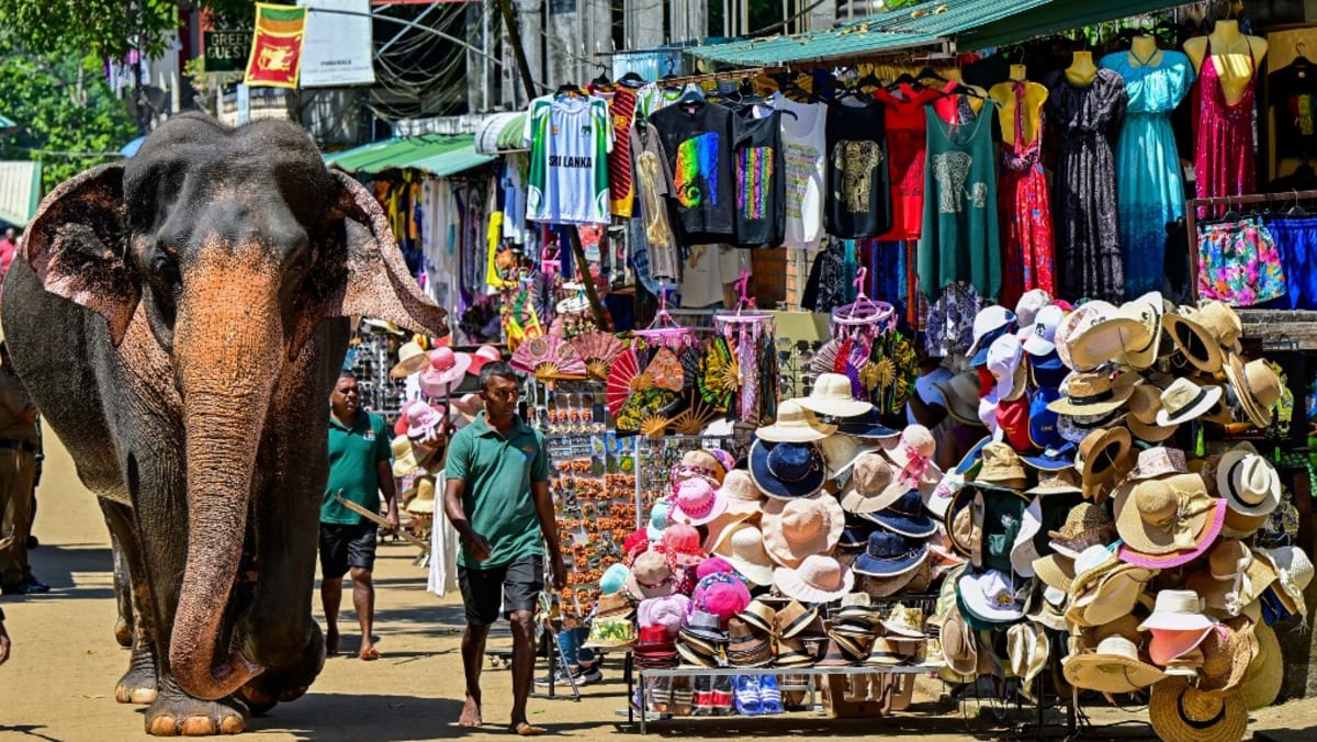 Sri Lanka reports massive tolls in human-elephant conflicts Sri Lanka reports massive tolls in human-elephant conflicts