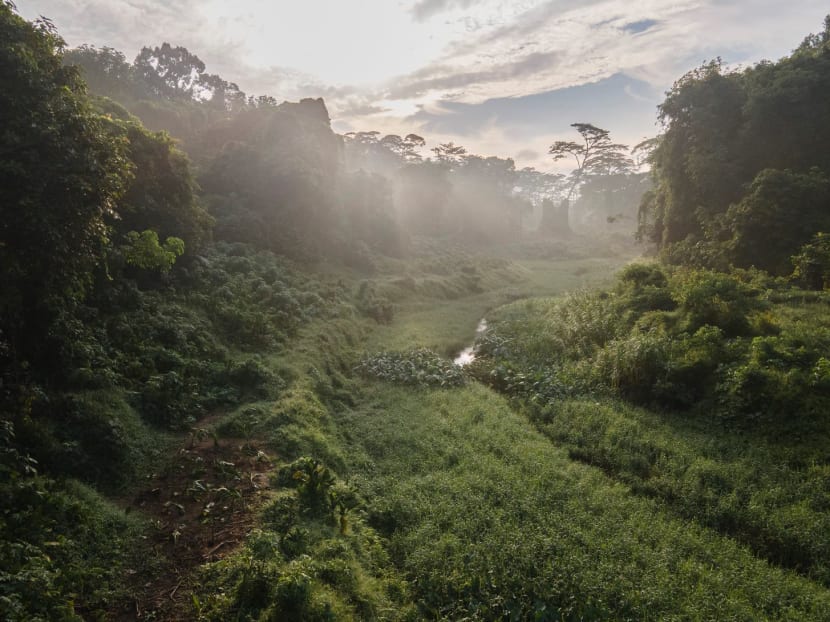 Early morning mist captured at Clementi Forest by Facebook user Brice Li, who shared the photograph online in October 2020.