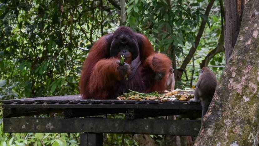 Can Malaysia conduct 'orangutan diplomacy' without shipping its apes abroad? Critics say there are better ideas Can Malaysia conduct 'orangutan diplomacy' without shipping its apes abroad? Critics say there are better ideas