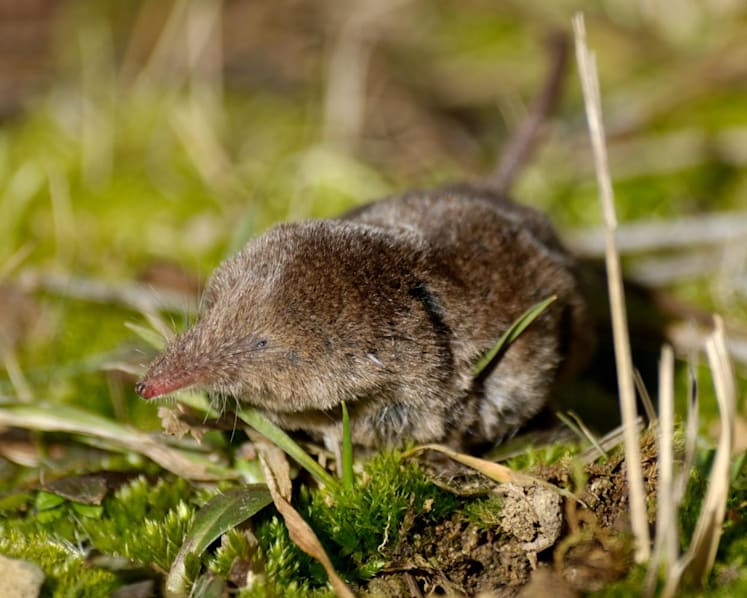New Langya virus infects 35 people in eastern China; likely transmitted from shrews