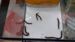 Related article image