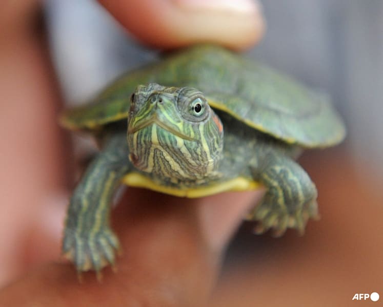 Man charged with illegally exporting over 5,000 terrapins from Singapore to India