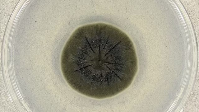 切尔诺比尔核电站发现黑色真菌  据称会“吃”辐射当能量来源