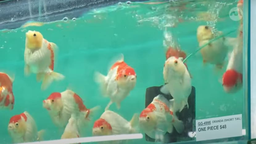 Ornamental fish farms turn to new breeding technologies in land-scarce Singapore Ornamental fish farms turn to new breeding technologies in land-scarce Singapore