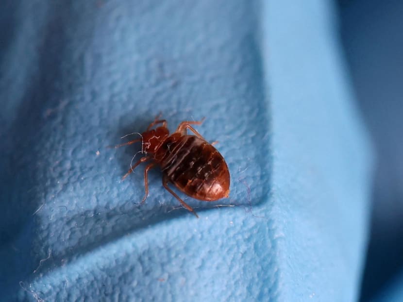A bed bug is seen at an apartment in L'Hay-les-Roses, near Paris, France on Sept 29, 2023.