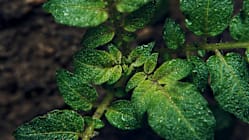 Related article image