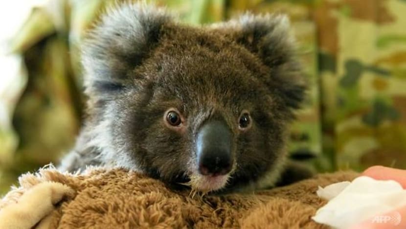Dron infra merah diguna untuk selamatkan koala terancam di New South Wales