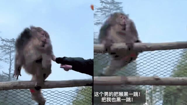 男子峨眉山推猴险坠崖引众怒 当局介入调查