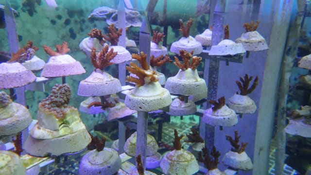 国家公园局展开迄今最大规模珊瑚修复计划 在本地水域移植10万株珊瑚