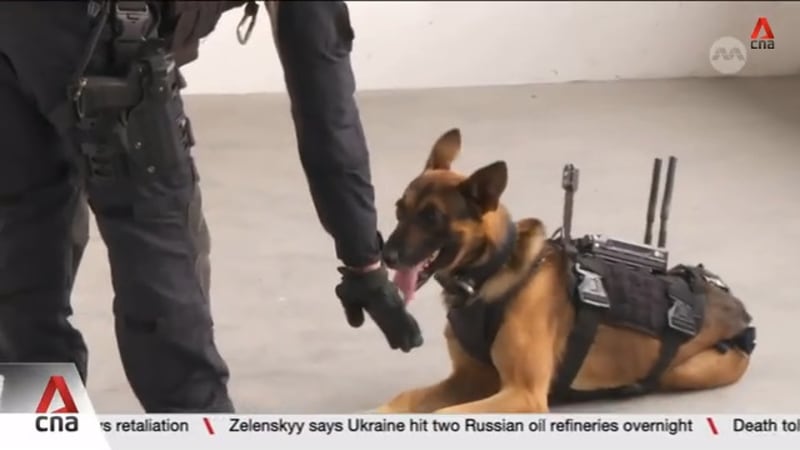 Camera mounted on police dogs on trial in Singapore to boost tactical operations
