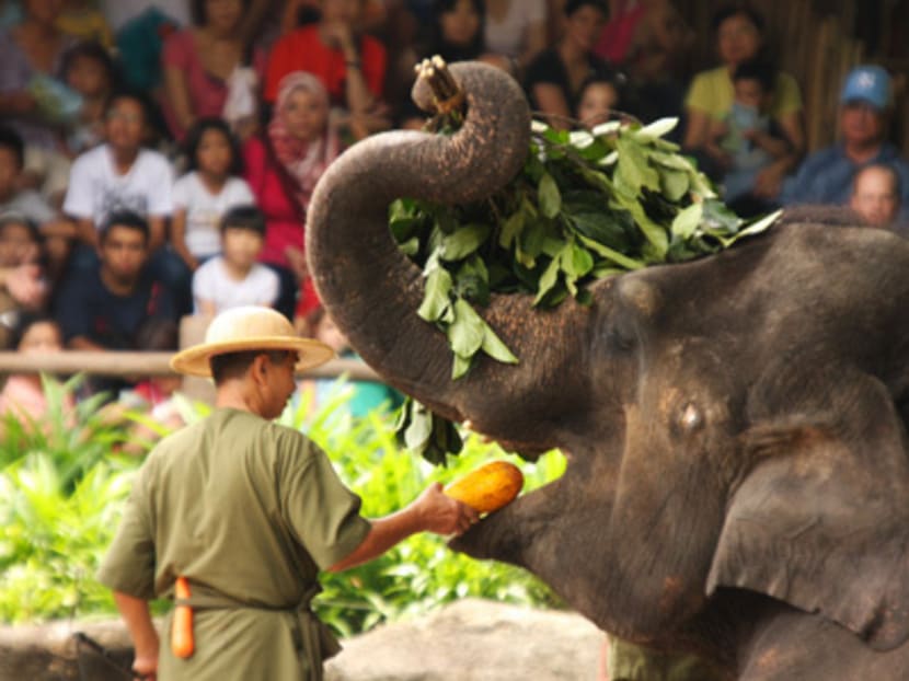Singapore Zoo to cease elephant rides