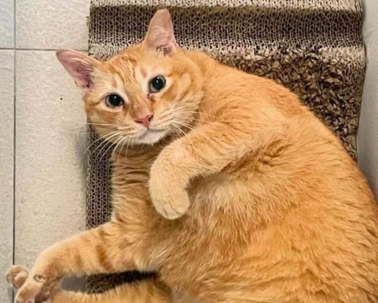 Toa Payoh cat abuse: Man accused of abusing six cats, throwing one down from 34th floor, set to plead guilty