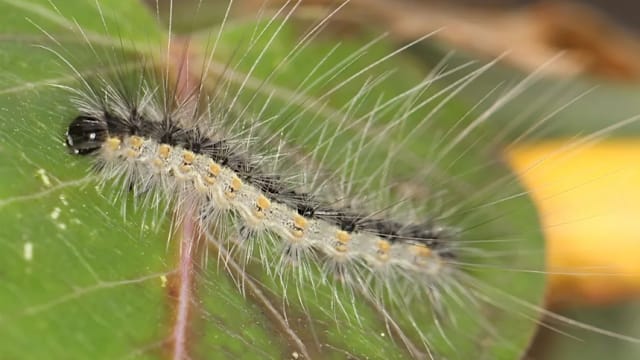 “以虫治虫”  北京释放近7亿只天敌小蜂防治毛毛虫