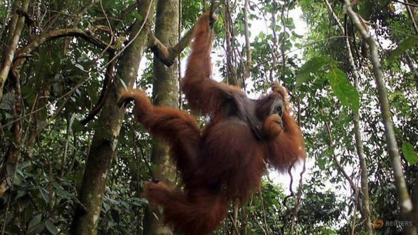 Indonesia ancam undur dari perjanjian iklim Paris dek isu minyak kelapa sawit