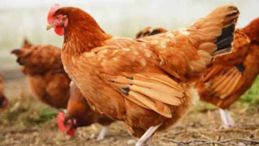 Algeria isytihar darurat wabak selesema burung H5N8
