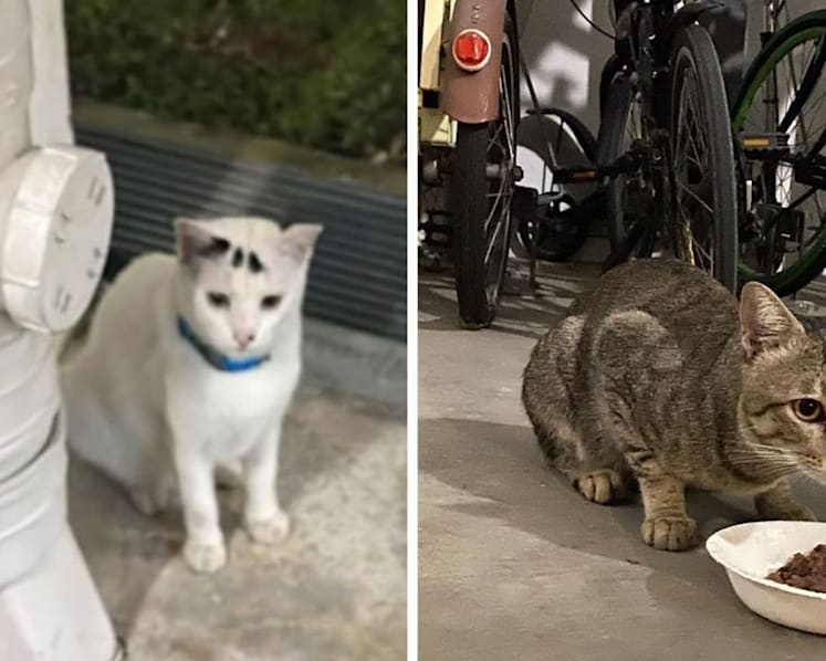 Yishun, Punggol cat deaths likely caused by vehicle accidents; no evidence of deliberate cruelty: NParks