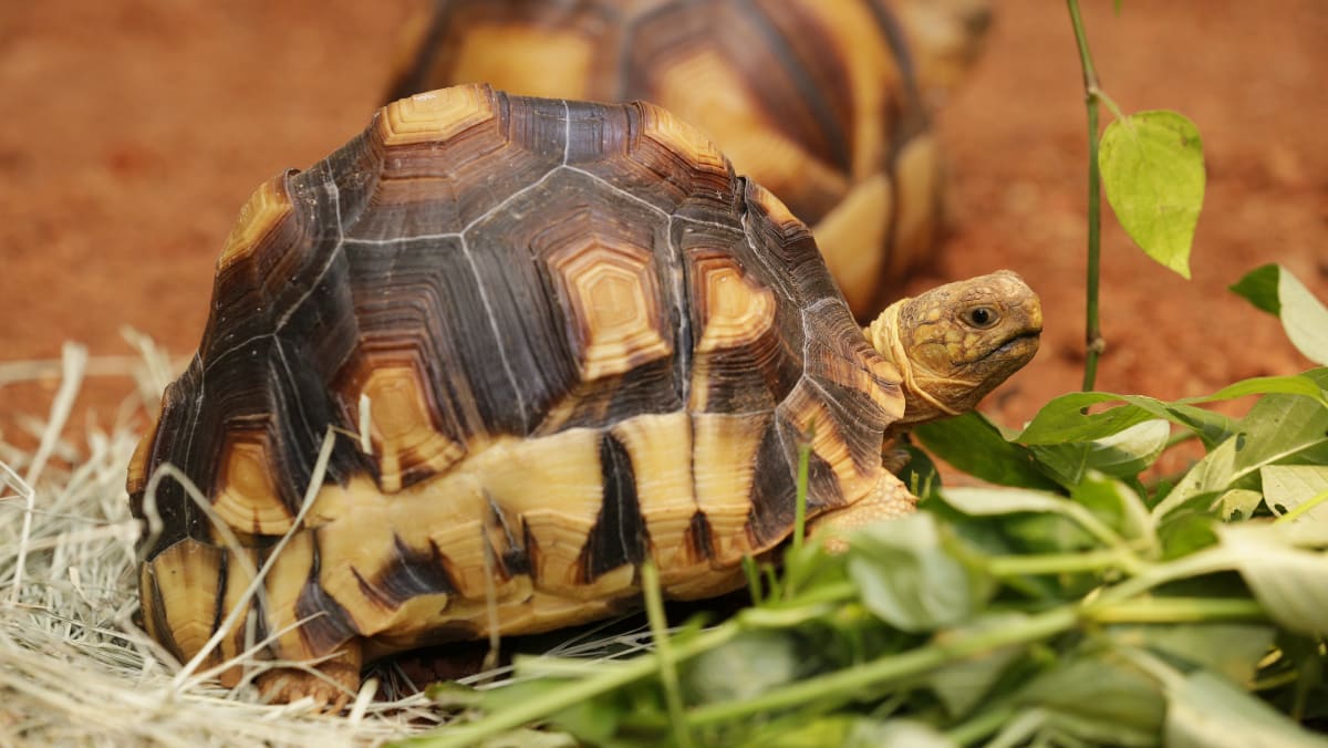 Endangered tortoises find new home at zoo's latest exhibit - TODAY
