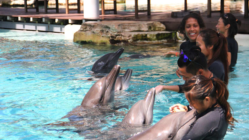 More than 500 babies born at S.E.A. Aquarium since last October