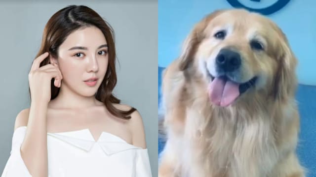 网红拍片剧组遭控虐狗　黄金猎犬“满嘴泥沙”惨死