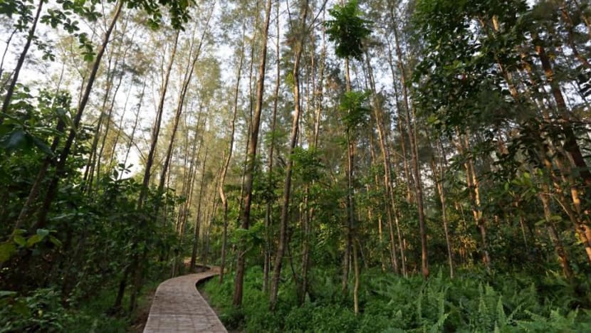 A walk on the wild side: Singapore’s upcoming nature attractions A walk on the wild side: Singapore’s upcoming nature attractions