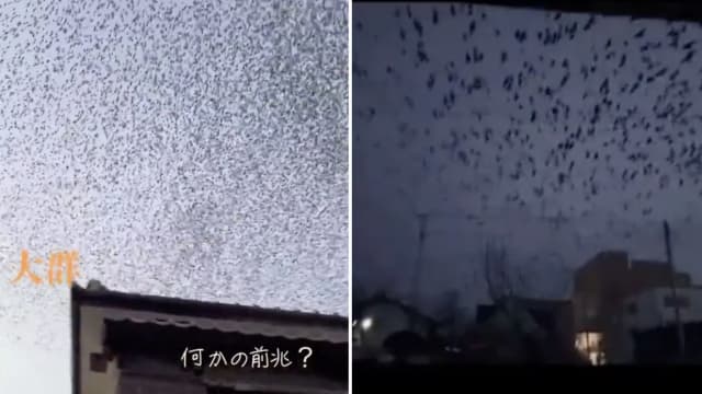 传日本地震前多地现“上万乌鸦染黑天际” 民众：地震前兆？