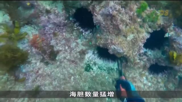 澳洲海胆泛滥 海产业者看准商机将海胆出口亚洲
