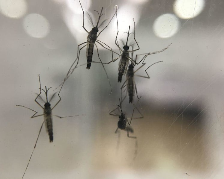 More than 2,000 dengue cases reported in first quarter of 2019