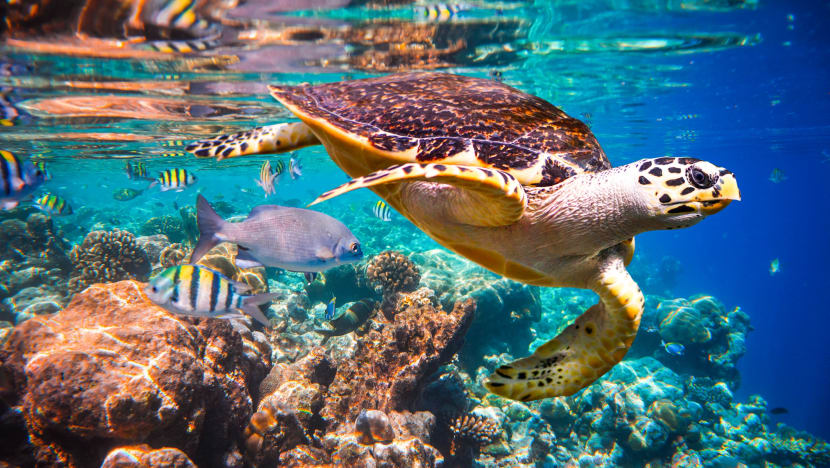 Explainer: Why rapid extinction of plant, animal species matters