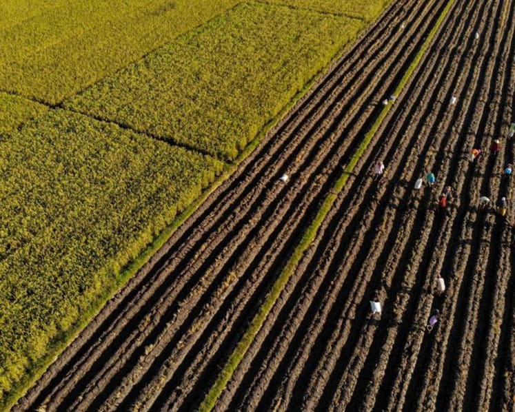 Indonesia's state farm company to invest nearly $500 million to boost rice output