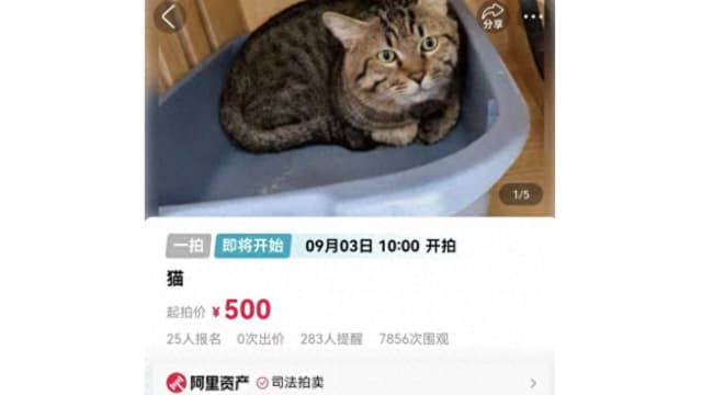 主人欠债殃及宠物抵债 中国狸花猫以89元起拍价拍卖