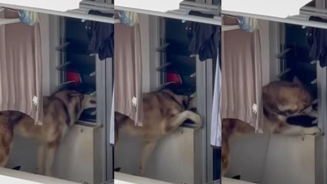 宠物狗疑遭疏忽照顾 据知被绑晾衣处超过一个月
