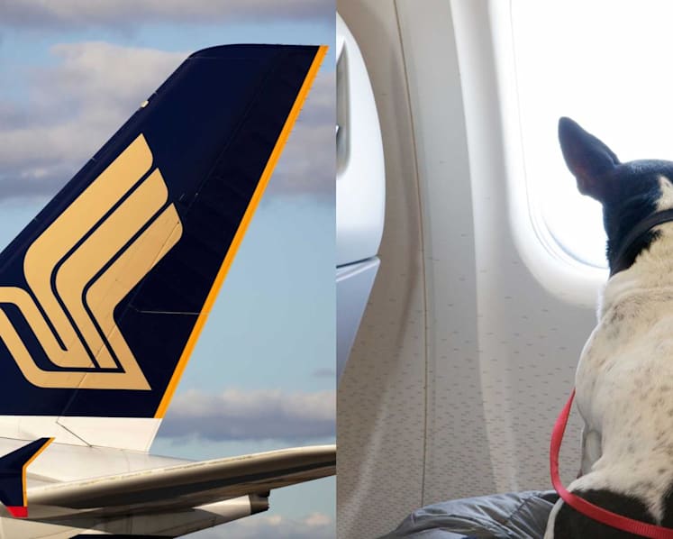 SIA will no longer allow passengers to fly with emotional support dogs from April 2023