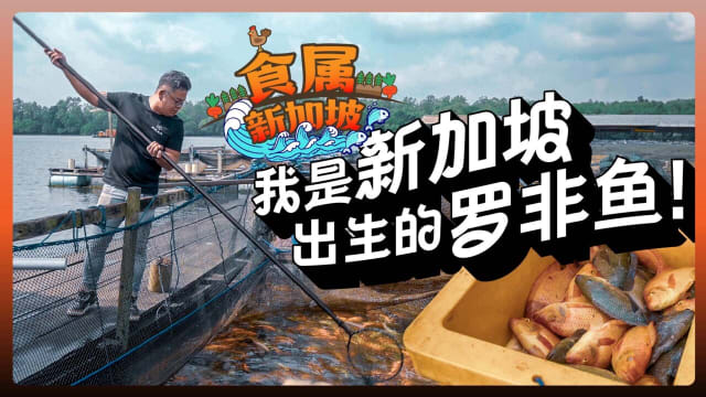 【食属新加坡】我是新加坡出生的罗非鱼！