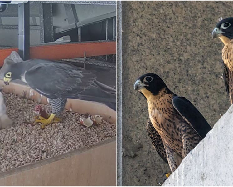 First peregrine falcon chicks hatch and fledge in Singapore after efforts to help breeding