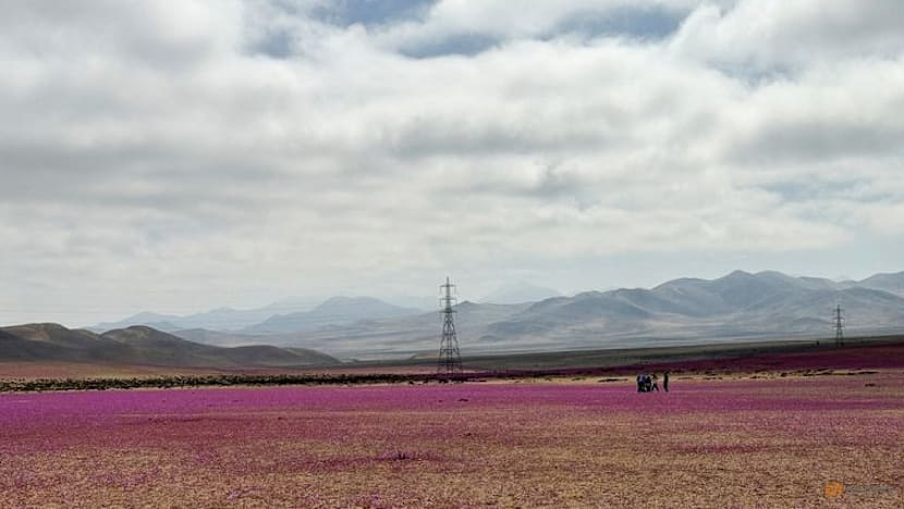 Chile's Atacama desert flower could hold key to drought tolerant crops