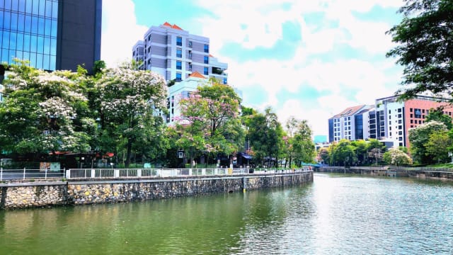 本地八月“樱花期”报到！繁花锦簇美不胜收