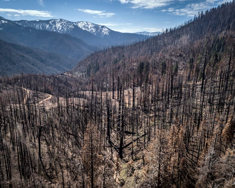 US to plant more trees as climate change kills off forests