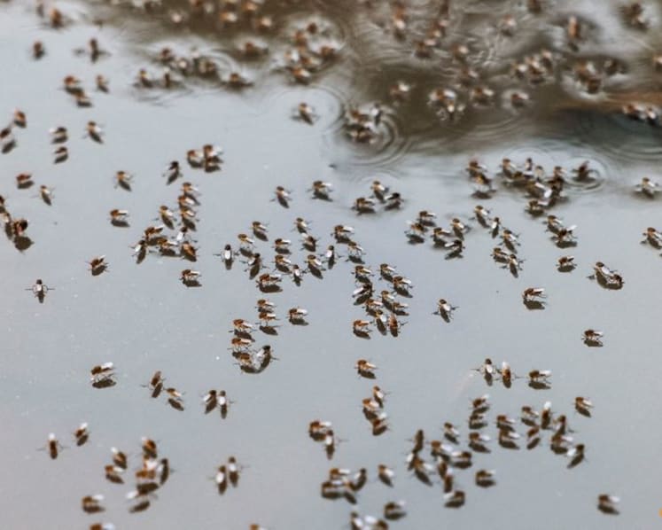 Bangladesh warns of dengue surge as weather aids spread