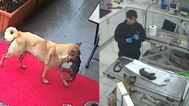 土耳其母狗叼着冻僵幼崽到兽医诊所求医