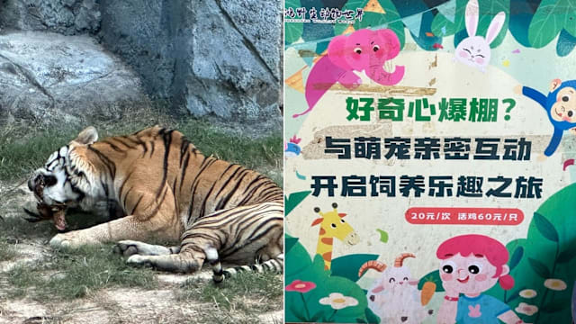 福建动物园售活鸡供游客投喂猛兽 血腥场面引发争议