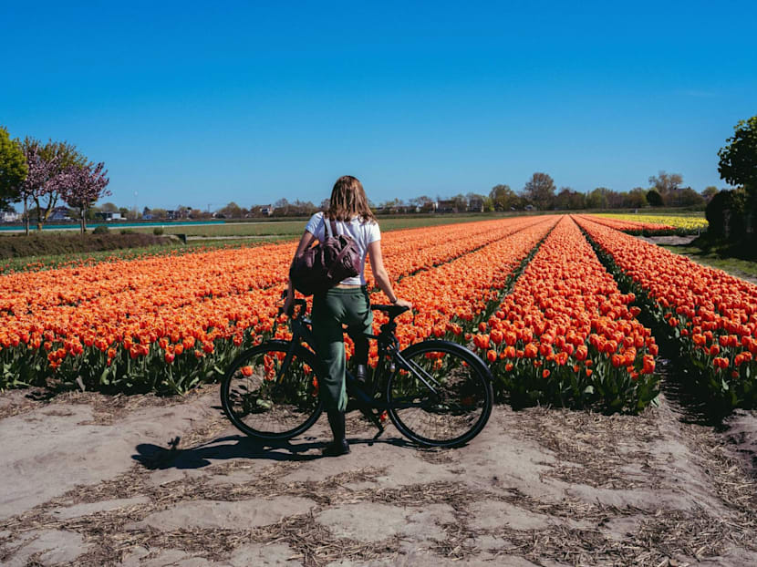 A scenic bike-and-boat trip through Holland’s tulips, windmills and cheese towns