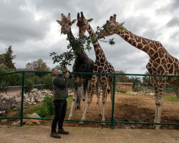 No income, 2,000 mouths to feed: COVID-19 lockdown squeezes Greek zoo