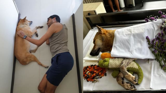 狮城男珠峰失踪同一天 爱犬家中吐血 两周后逝世