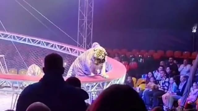 俄罗斯马戏团表演出意外  防护网坠落老虎闯入观众席