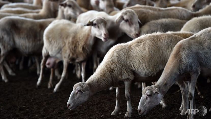 Perompak bersenjatakan parang larikan 52 ekor kambing Perompak bersenjatakan parang larikan 52 ekor kambing