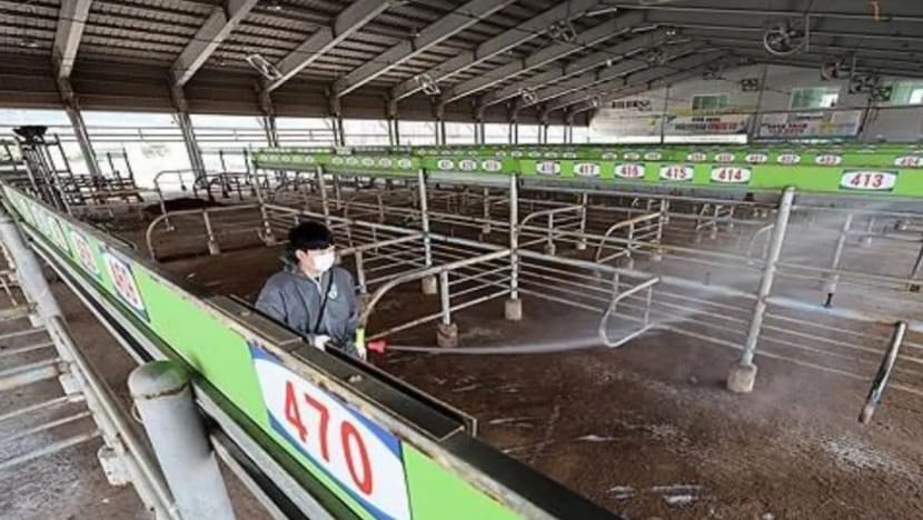 Korea Selatan lapor lebih banyak kes FMD; jumlah meningkat kepada 10
