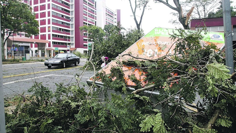 Three-fold drop in incidents of falling trees since 2001