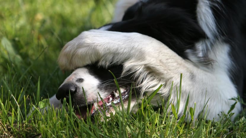 Viral pesta ulang tahun menggegerkan makan daging anjing di Bali